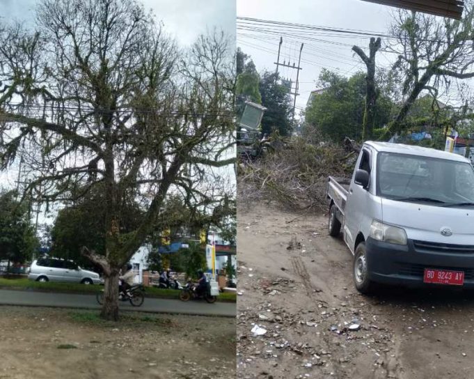 Warga Peduli Antisipasi Sebelum Ada Korban Tertimpa Pohon Mahoni Mati, Respon DLH Kota Bengkulu Miris