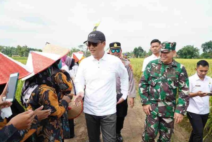 Panen Raya Padi Di Tiyuh Gading Kencana, Bupati Novriwan Terapkan Sistem Pertanian Berkelanjutan