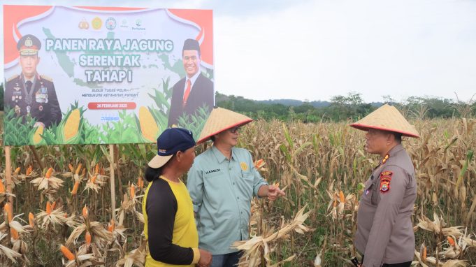 Bersama Kelompok Tani, Kapolres Kaur Lakukan Panen Raya Jagung Serentak