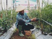 Bupati Pringsewu Dorong Program Peningkatan Produksi Pangan