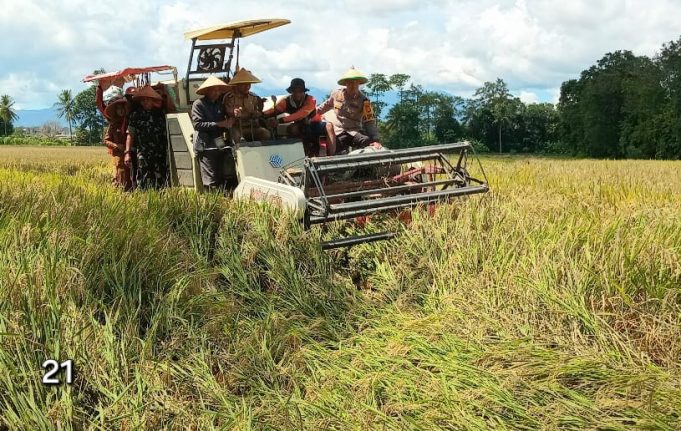 Bupati & Wabup Pringsewu Panen Raya Padi Serentak