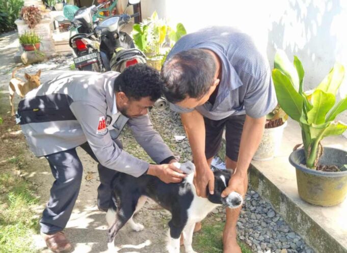Cegah Rabies, PMK dan LSD Pemkab Sergai Gencarkan Vaksinasi