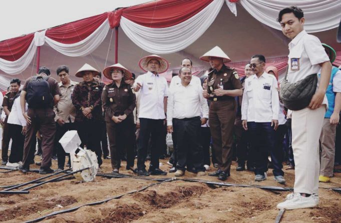 Kabupaten Pringsewu Tahun 2025 Targetkan Produksi Jagung 48.899 Ton