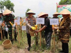 Kapolda – Pangdam XXI/Radin Inten Gelar Panen Raya Jagung di Pringsewu