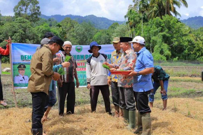 Pengembangan Tanam Padi Pokok Murah, Bupati Pasaman : Selaras Dengan Progul Ketahanan Pangan