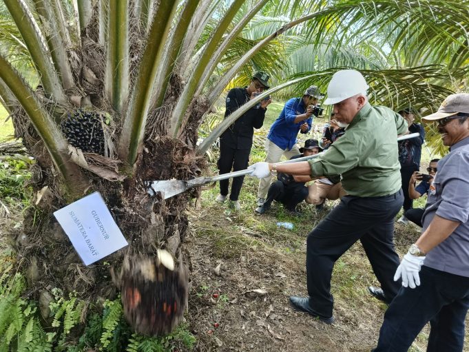 Petani di Agam Panen Perdana, Pemprov Sumbar Dorong Replanting Sawit Rakyat