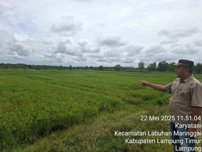 Aribun Sayunis Lakukan Penanaman 250 kg Lebih Bibit Padi MSP