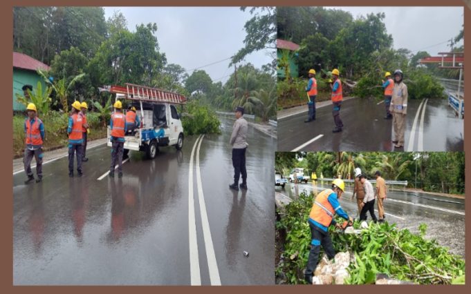 Pohon Tumbang Timpa Kabel PLN di Senggarang Tanjungpinang, Polisi Lakukan Evakuasi Cepat