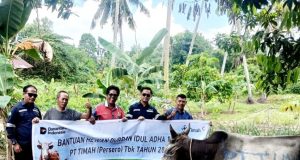 Insan Pers – APH Sembelih Hewan Qurban Bantuan PT. Timah Tbk