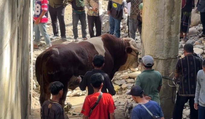 Sapi Kurban Raksasa 1,2 Ton Milik Wagub Sumbar Hebohkan Warga Pelosok Pasaman