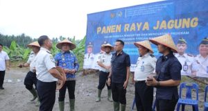 Wakil Bupati Asahan Ikuti Panen Raya Jagung di Lokasi Calon Lapas Minimum Security