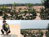 Dugaan Perusakan Hutan Mangrove Batam untuk Perumahan Rahayu 3 Disorot, Warga Desak Pemerintah dan BP Batam Bertindak