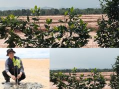 Dugaan Perusakan Hutan Mangrove Batam untuk Perumahan Rahayu 3 Disorot, Warga Desak Pemerintah dan BP Batam Bertindak