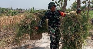 TMMD 129 Bojonegoro: Aksi Nyata Anggota Satgas, Pikulan Rumput Diangkat