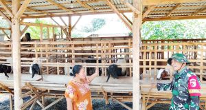 TMMD 129 Bojonegoro: Babinsa Kesongo ‘Sentuh Hati’ Peternak Kambing