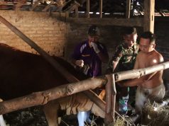 Lampaui Target: TMMD 129 Bojonegoro – Disnakkan Sentuh Nadi Ekonomi Warga Lewat Layanan Keswan