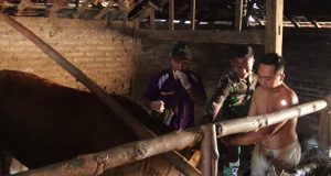 Lampaui Target: TMMD 129 Bojonegoro – Disnakkan Sentuh Nadi Ekonomi Warga Lewat Layanan Keswan