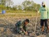 Menabur Bibit, Memupuk Kemanunggalan: Aksi Serda Rizky Turun Sawah di TMMD 129 Bojonegoro