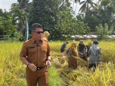 Kadis Pertanian Sebut Panen Padi Perdana, Lahan Pascabencana Kembali Produktif
