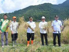 Meskipun Kemarau, Panen SPM di Kamang Magek Meningkat
