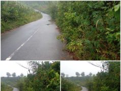 Semak Belukar Hiasi Jalan Provinsi Bengkulu, Dana Rutin Tebas Bayang Kemana ?