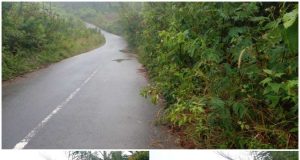 Semak Belukar Hiasi Jalan Provinsi Bengkulu, Dana Rutin Tebas Bayang Kemana ?
