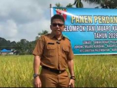 Kadis Pertanian : Sektor Pertanian di Agam Pasca Bencana Tunjukkan Kemajuan Signifikan