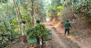 Pencari Rumput Turut Merasa Senang Dengan Dibangunnya Jalan Desa Sembung Melalui Program TMMD
