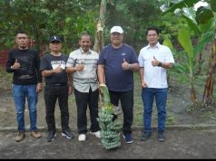 Bupati Asahan Lakukan Panen Perdana Pisang Kepok Abu Hijau Surya, Varietas Unik Asal Asahan Siap Didaftarkan ke Kementerian Pertanian